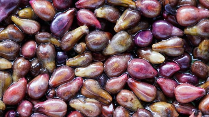grape seed extract