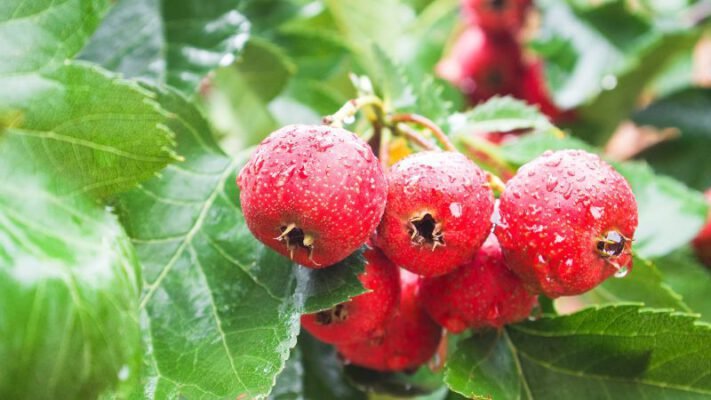 hawthorn fruit extract