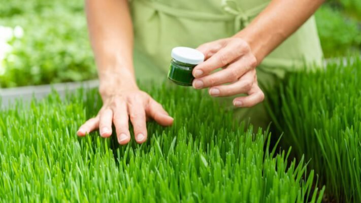 wheatgrass leaf extract